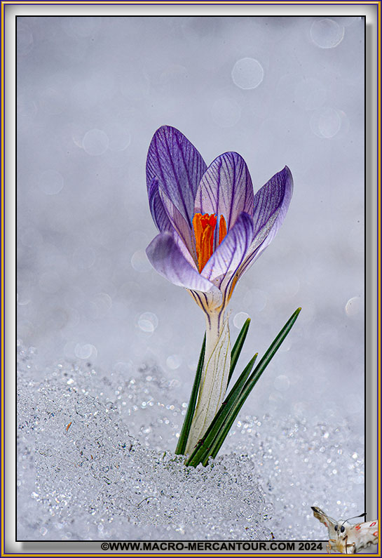Crocus versicolor